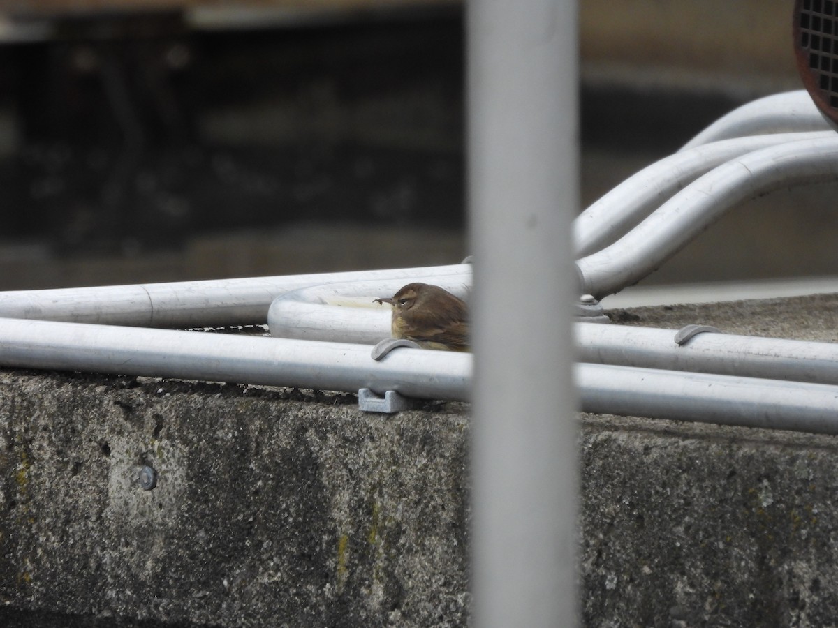 lesňáček bažinný - ML646975143