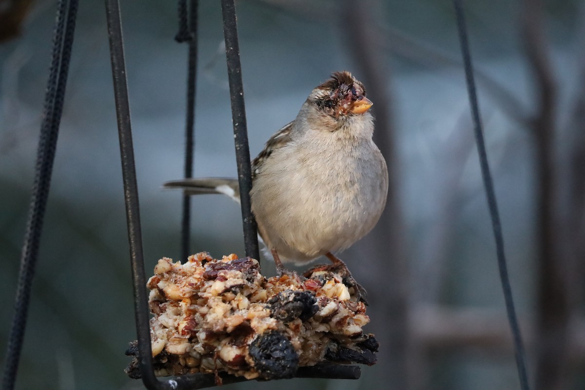 White-crowned Sparrow - ML646975144