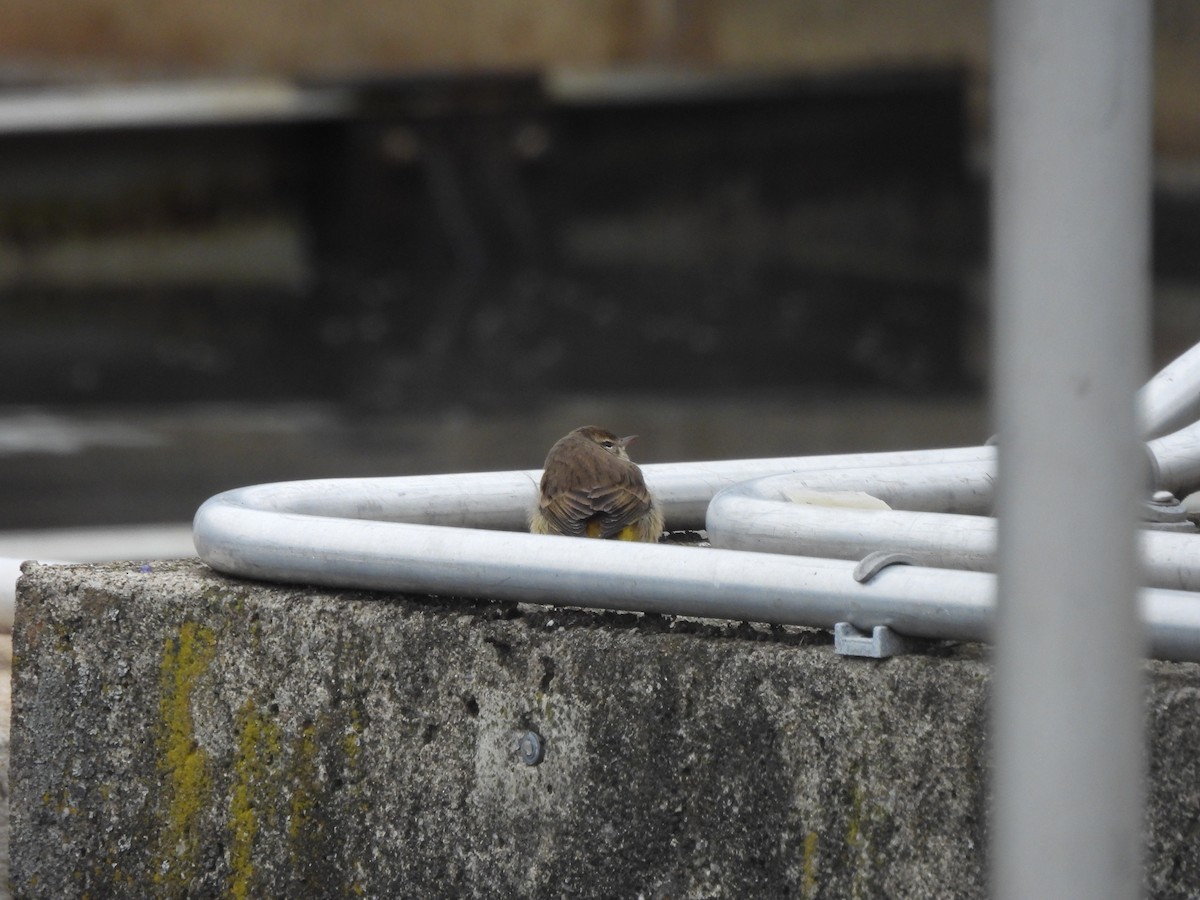 lesňáček bažinný - ML646975145