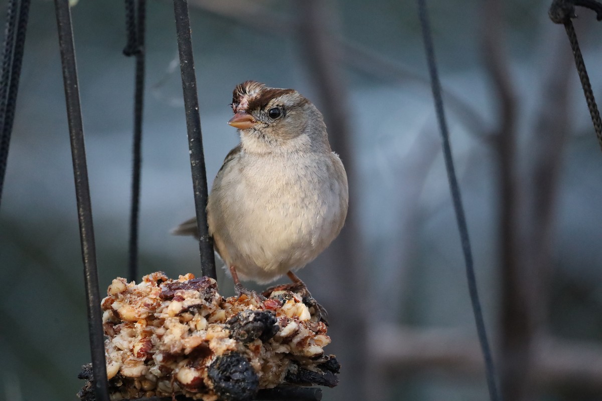 White-crowned Sparrow - ML646975146
