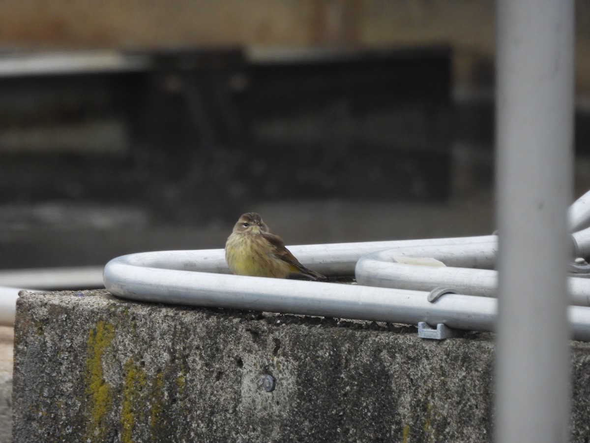 lesňáček bažinný - ML646975148