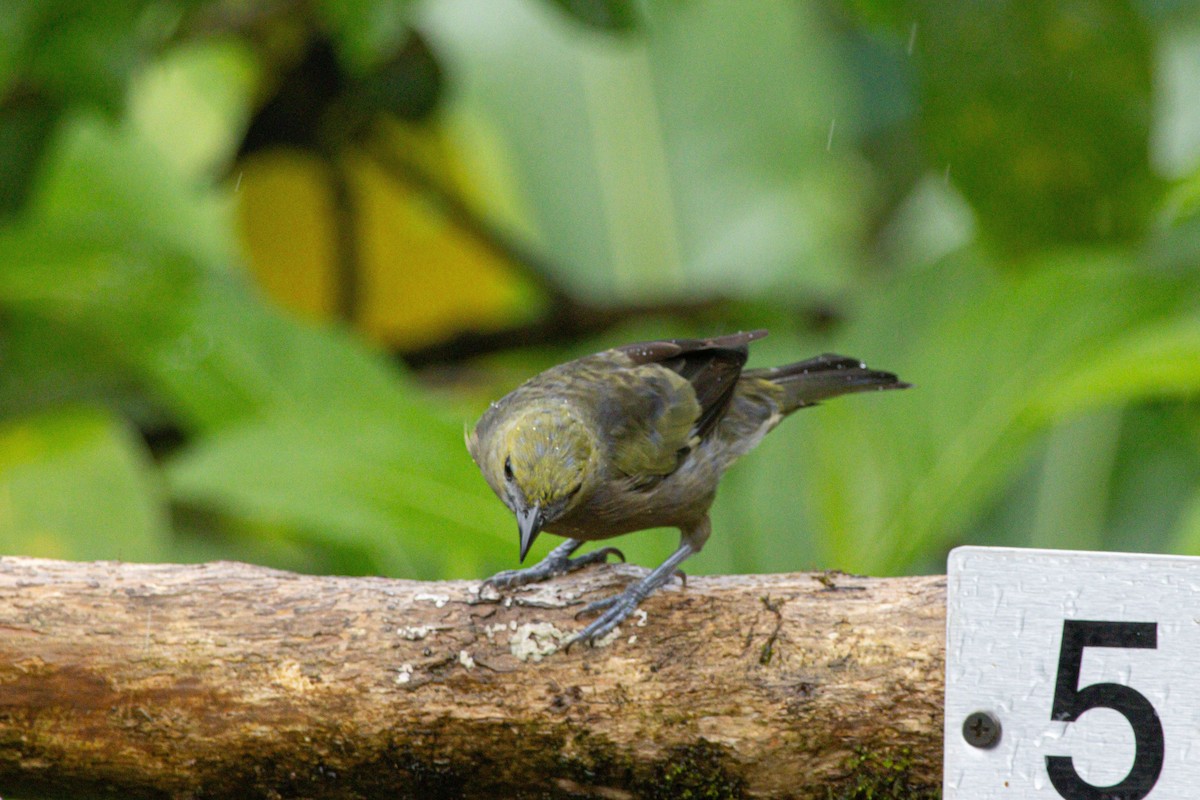 Tangara Palmera - ML646975149