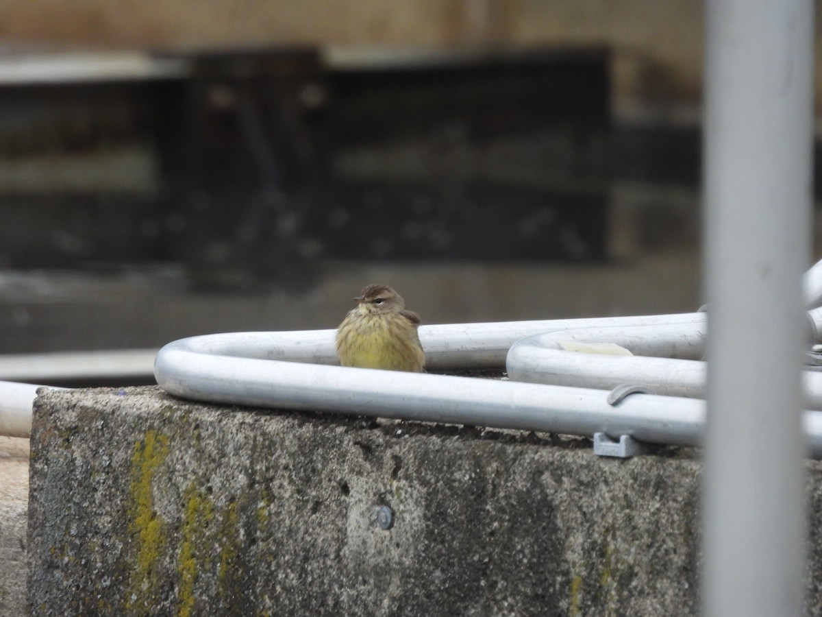 lesňáček bažinný - ML646975150