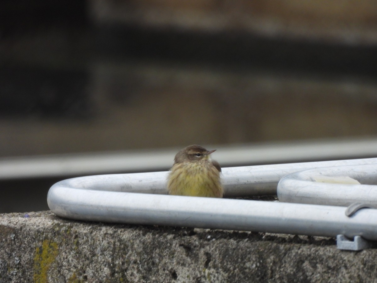 lesňáček bažinný - ML646975151