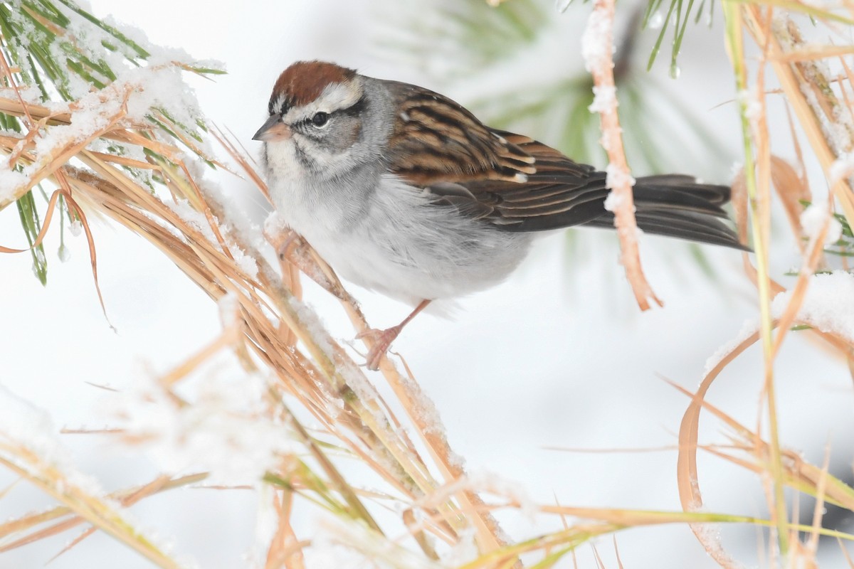 Bruant familier - ML646975154