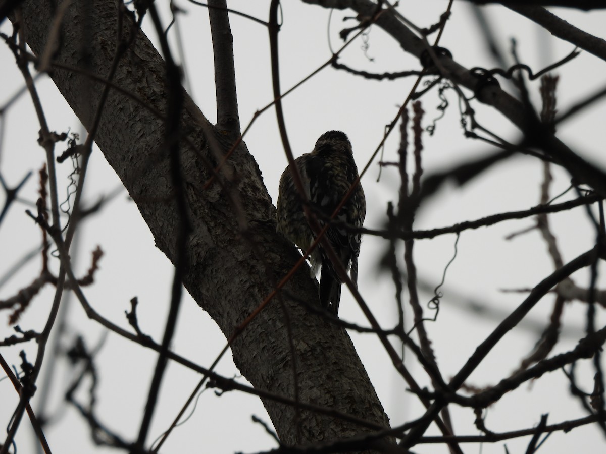 datel rudohrdlý - ML646975163