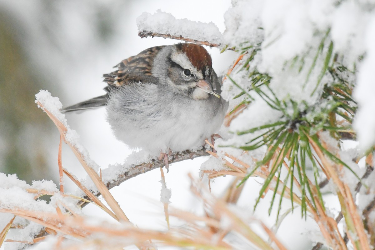 Bruant familier - ML646975164