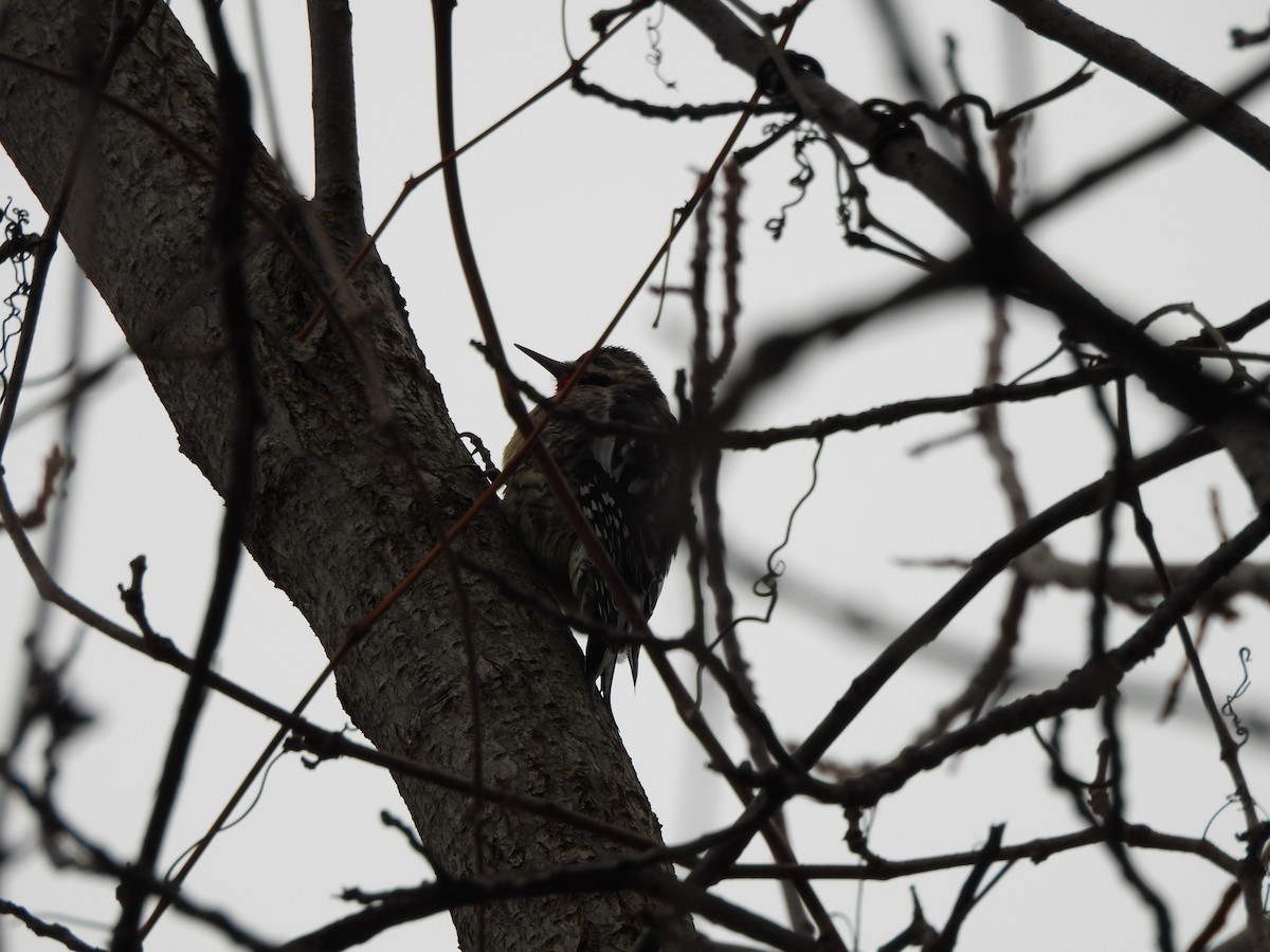 datel rudohrdlý - ML646975165