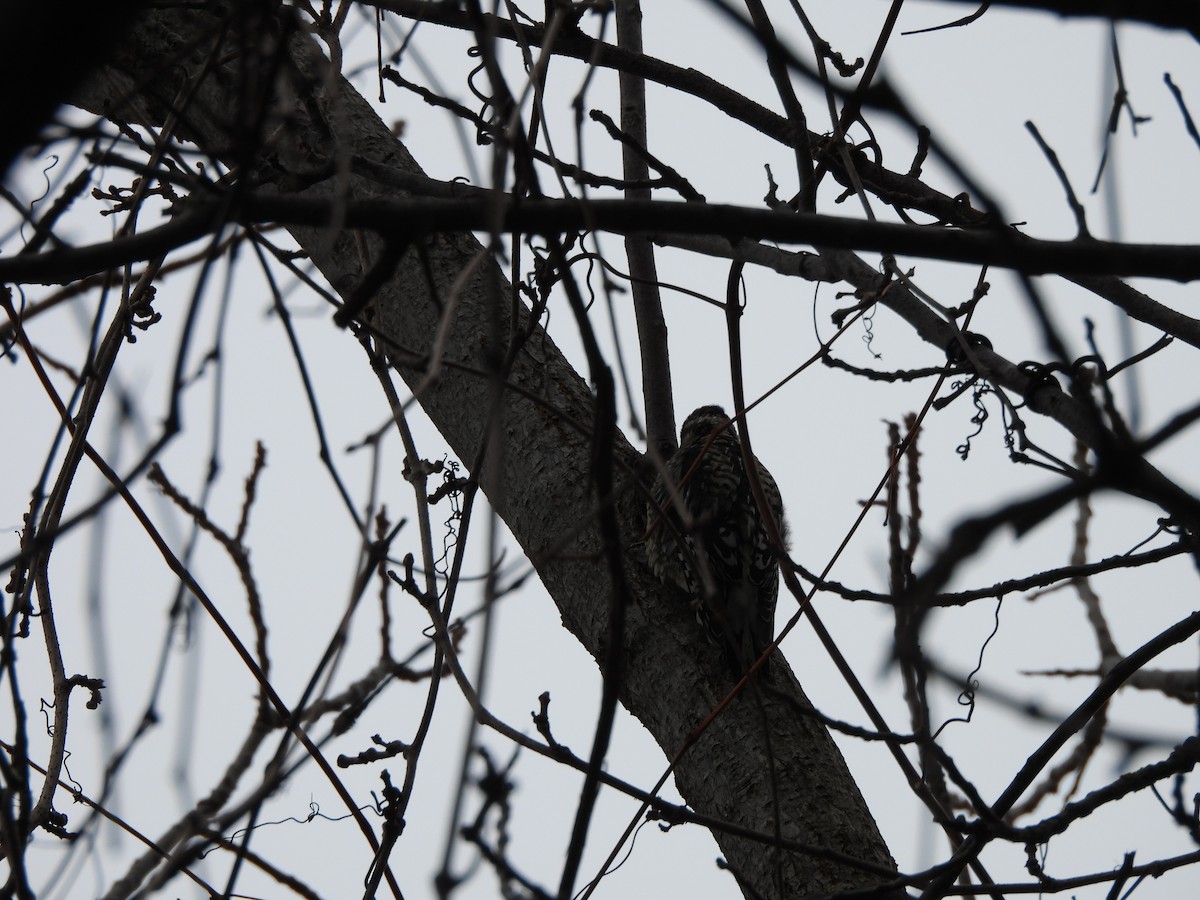 datel rudohrdlý - ML646975166