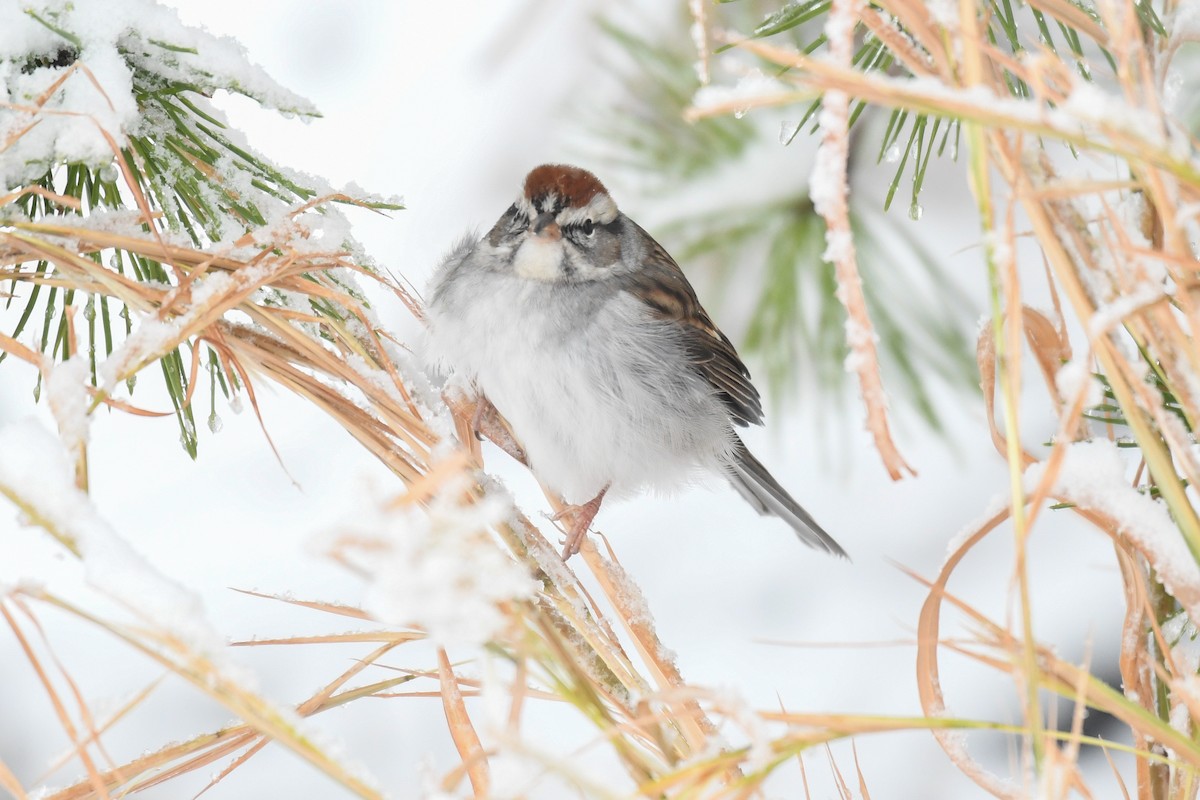 Bruant familier - ML646975168