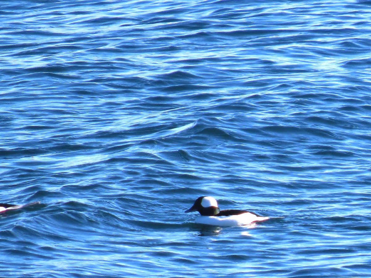 Bufflehead - ML646975170