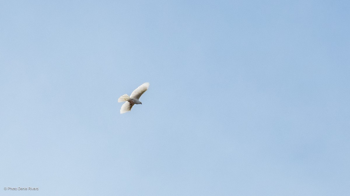 Gray Goshawk - ML646975174