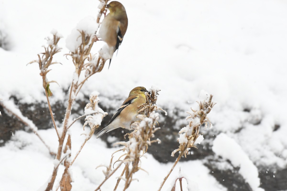 Chardonneret jaune - ML646975175