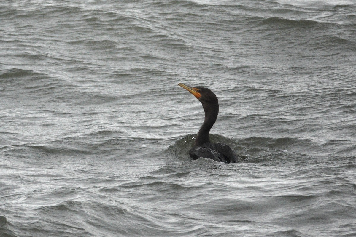 Double-crested Cormorant - ML646975176