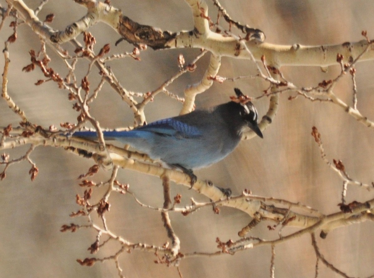 Стеллерова сойка - ML646975181