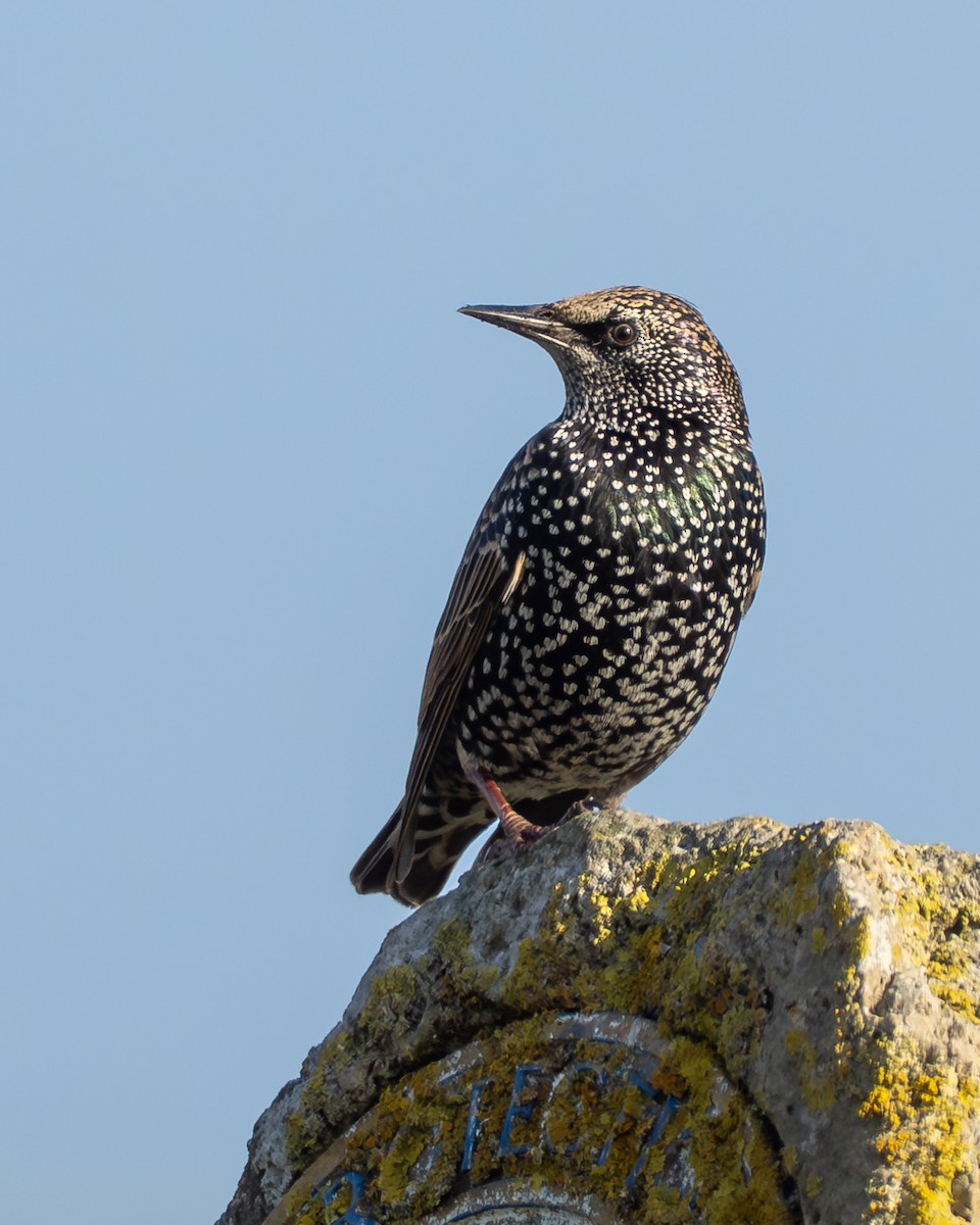 Étourneau sansonnet - ML646975182