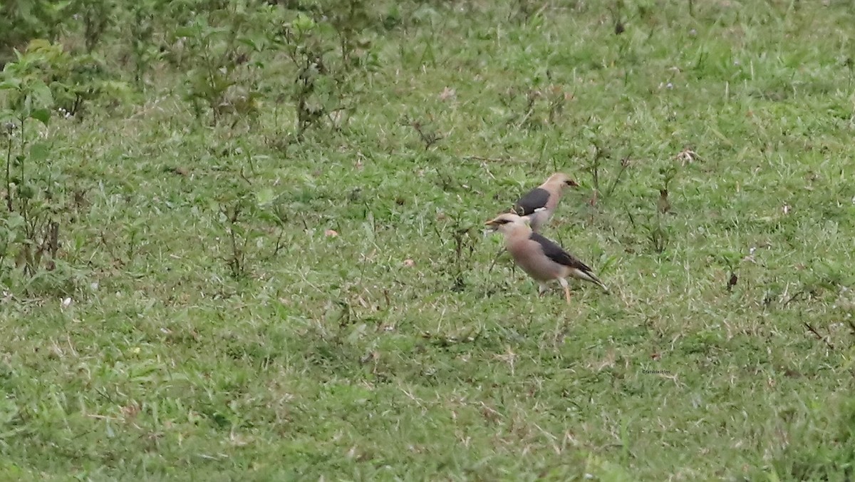 Vinous-breasted Myna - ML646975185