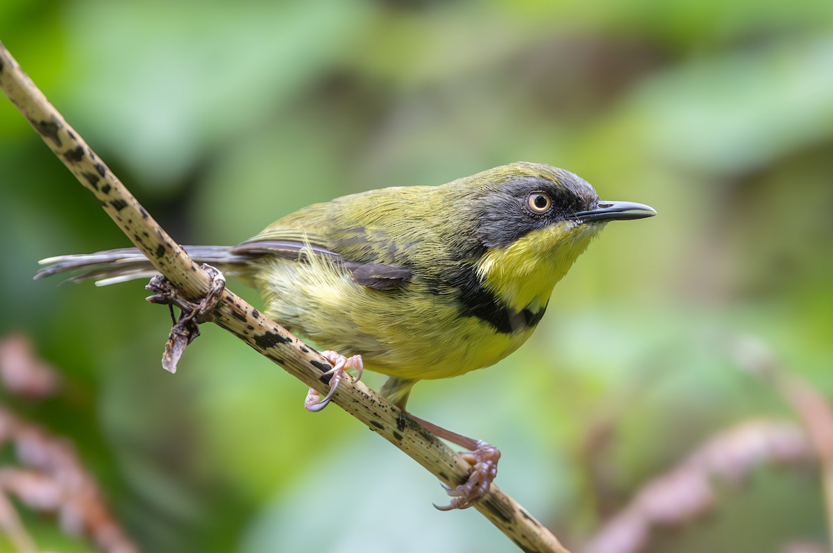 Yellow-throated Apalis - ML646975195