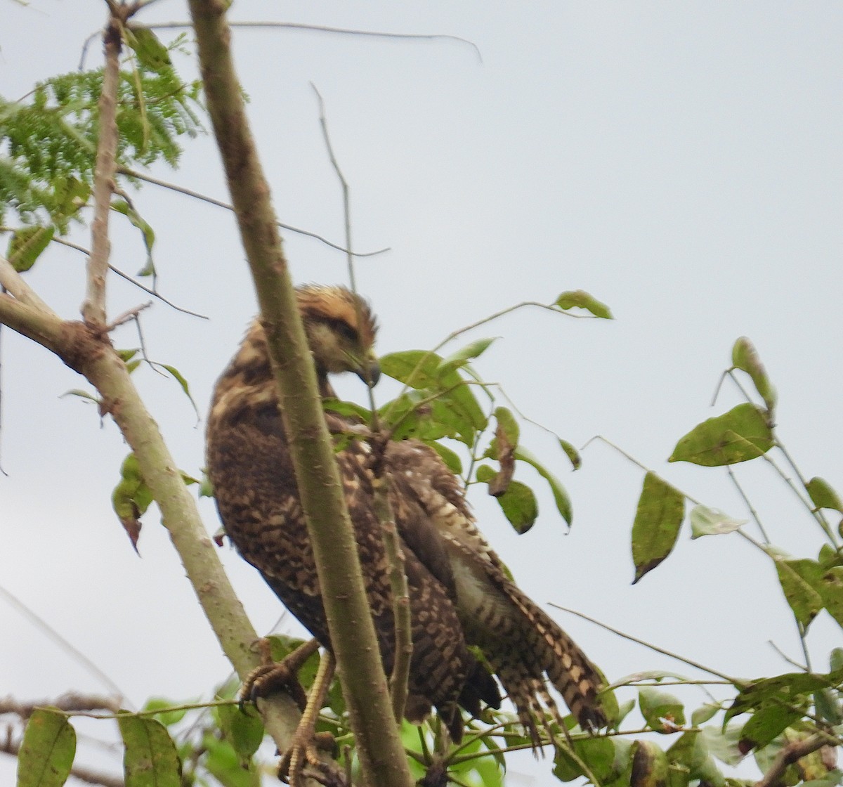 Yellow-headed Caracara - ML646975197