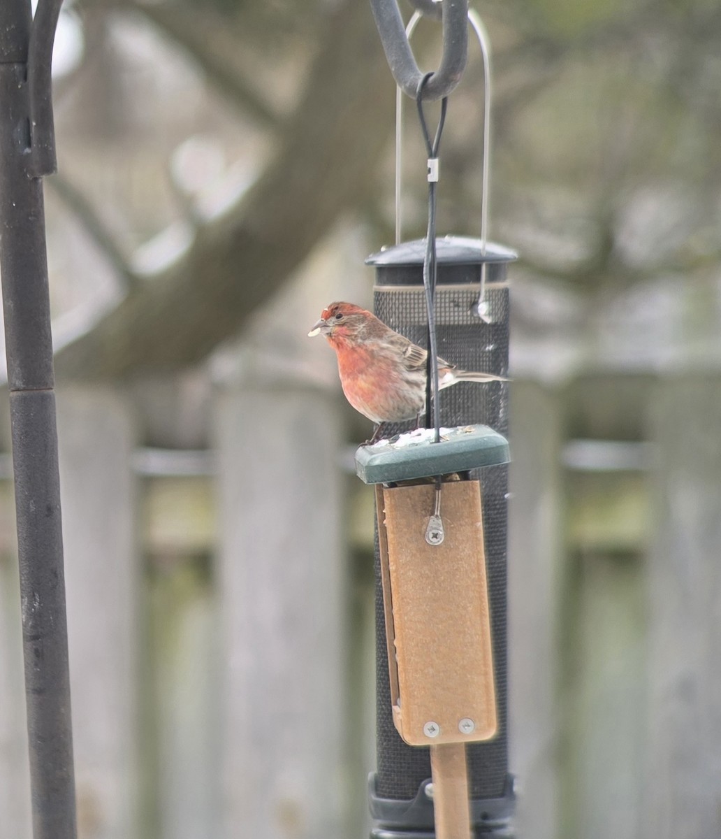 House Finch - ML646975200
