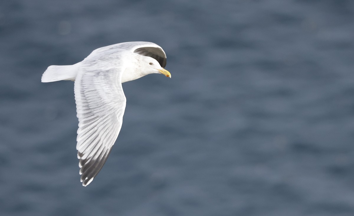 Gaviota Occidental - ML646975207