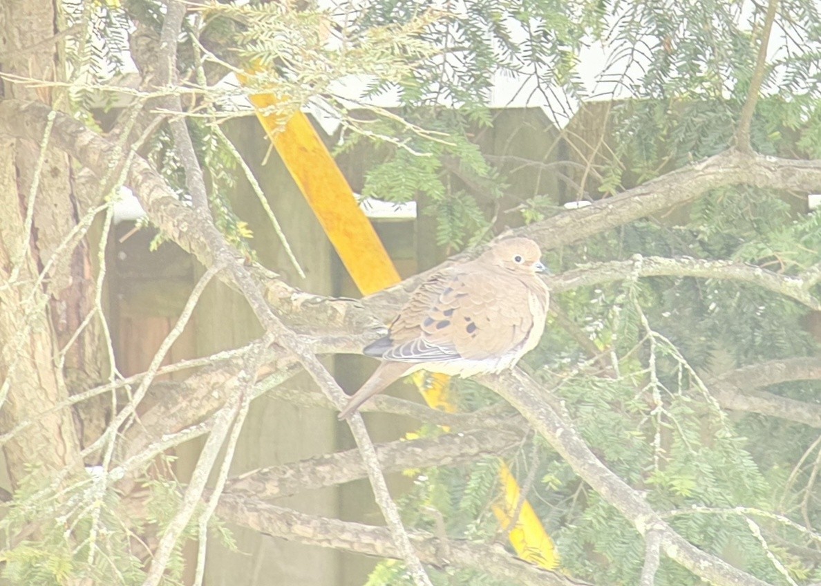 Mourning Dove - ML646975209