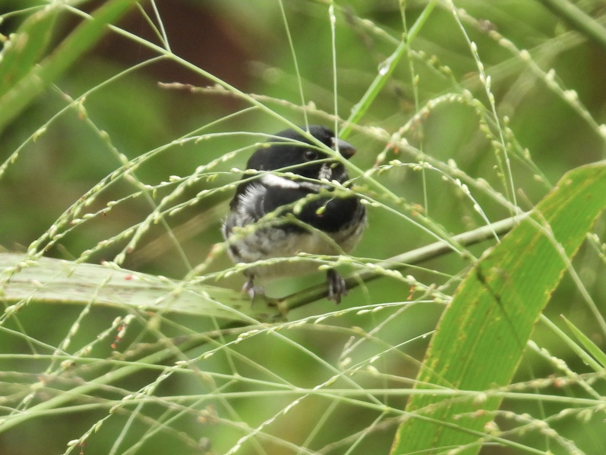 Variable Seedeater - ML646975213