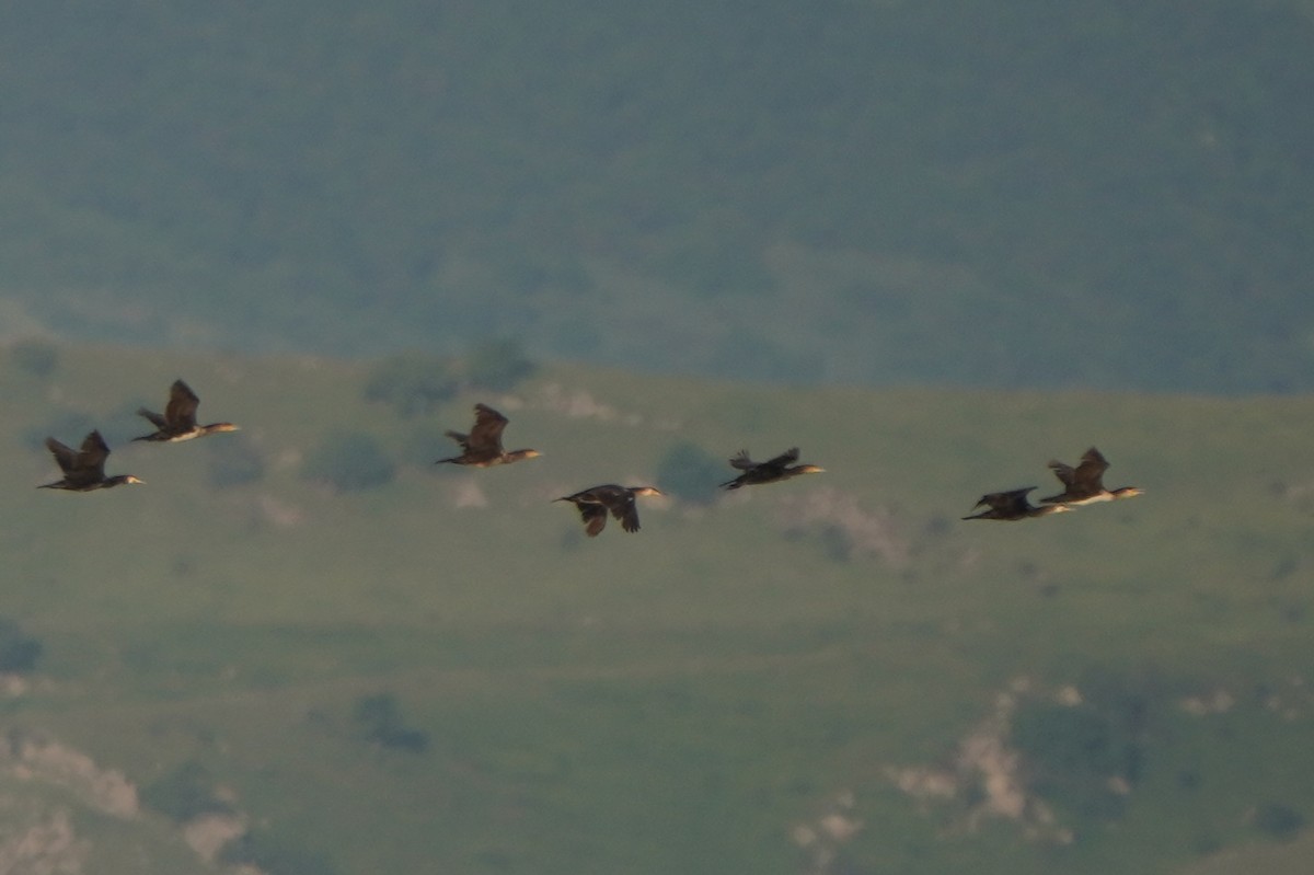 storskarv - ML646975218