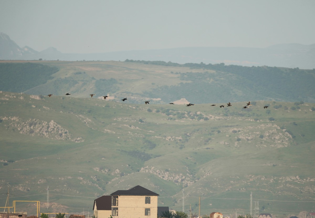 storskarv - ML646975219