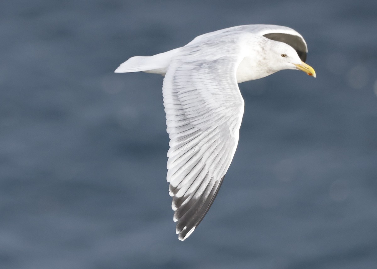 Gaviota Occidental - ML646975220