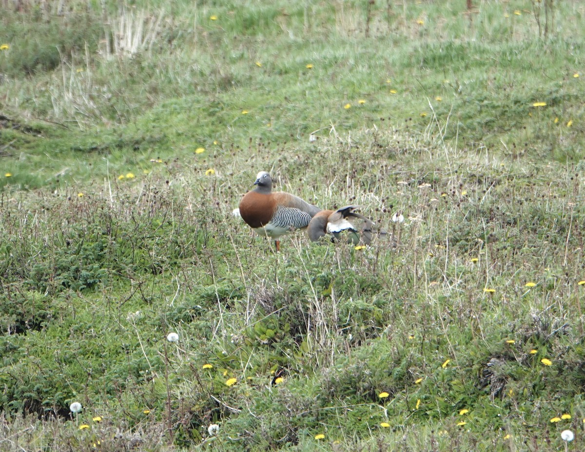Ashy-headed Goose - ML646975221