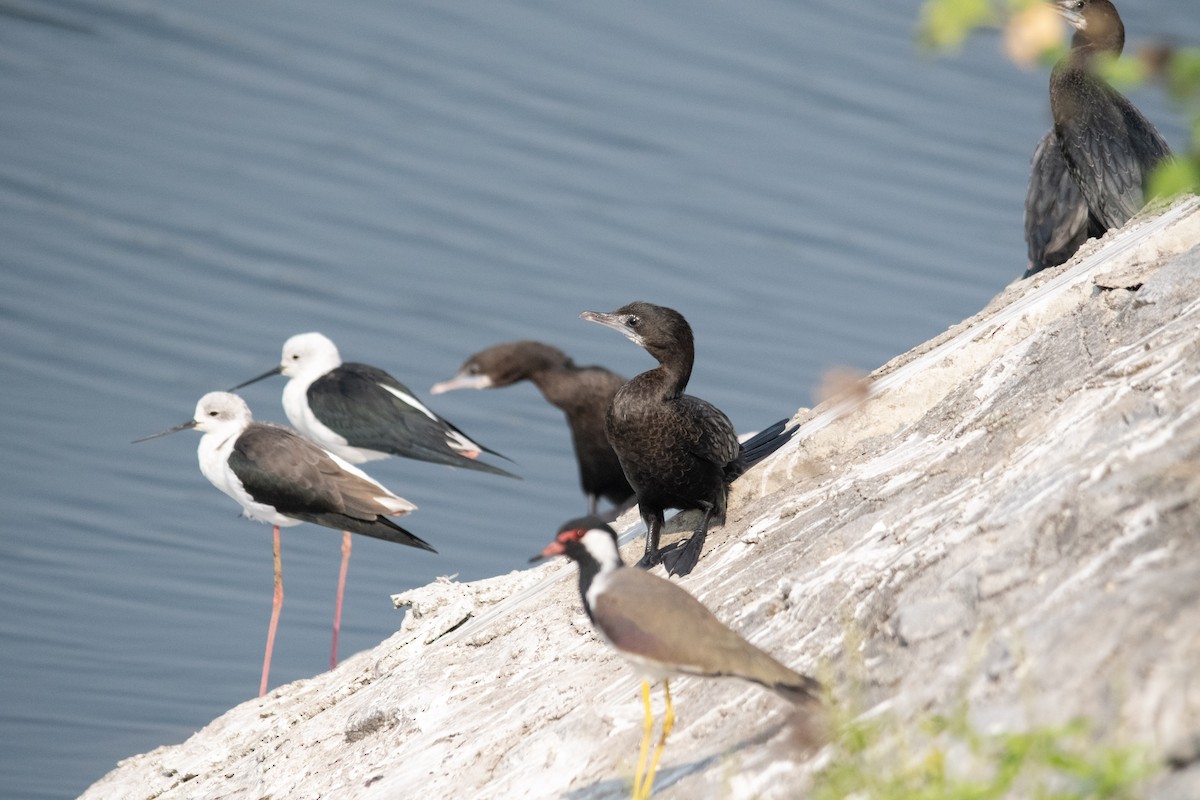 Little Cormorant - ML646975223