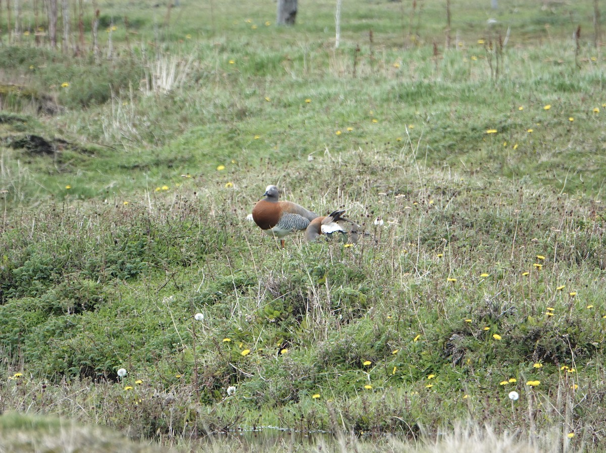 Ashy-headed Goose - ML646975224