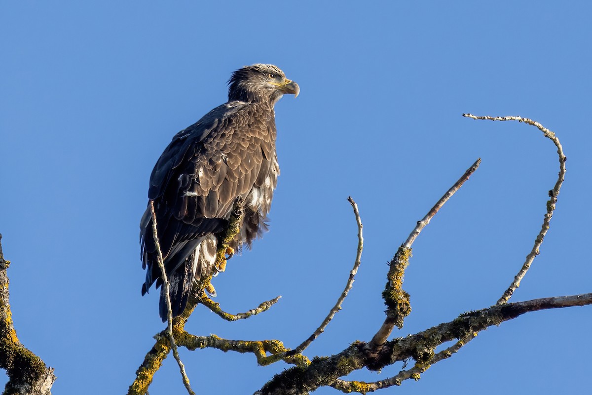 ハクトウワシ - ML646975225