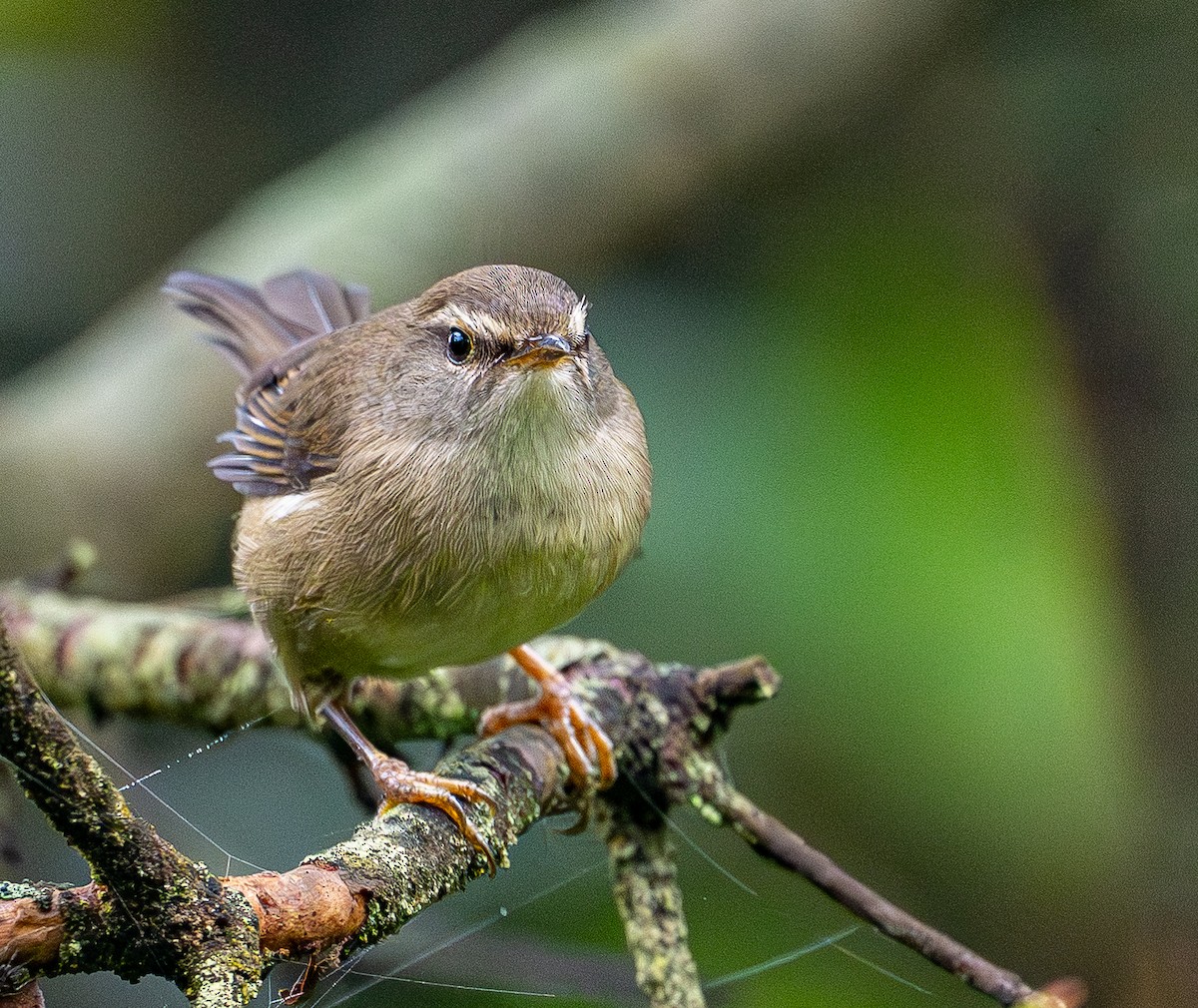 Aberrant Bush Warbler - ML646975226