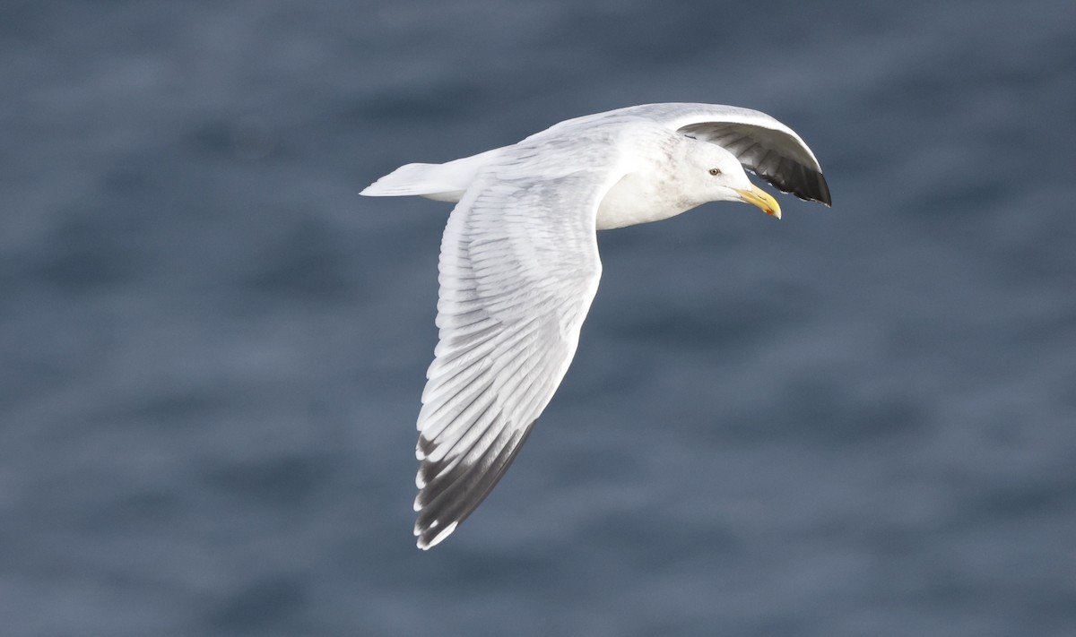 Gaviota Occidental - ML646975227