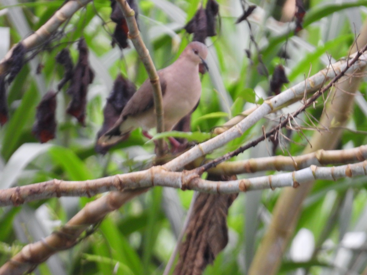 White-tipped Dove - ML646975228