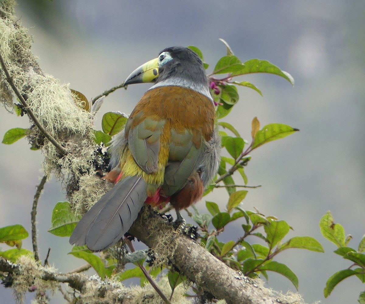 Hooded Mountain-Toucan - ML646975229