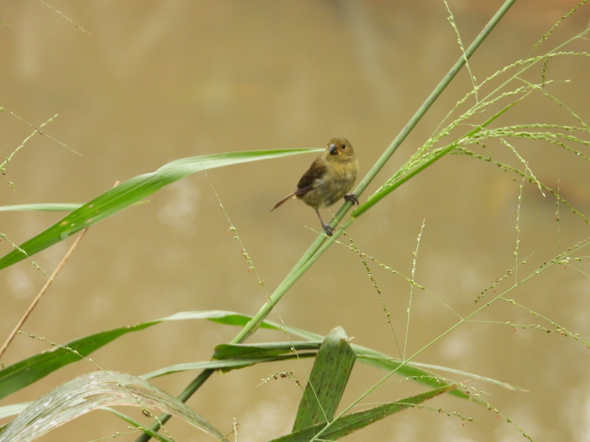 Variable Seedeater - ML646975230