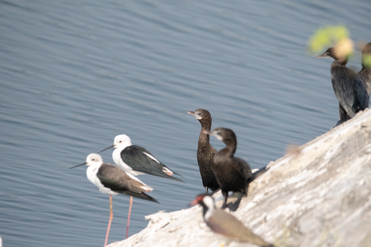 Little Cormorant - ML646975231