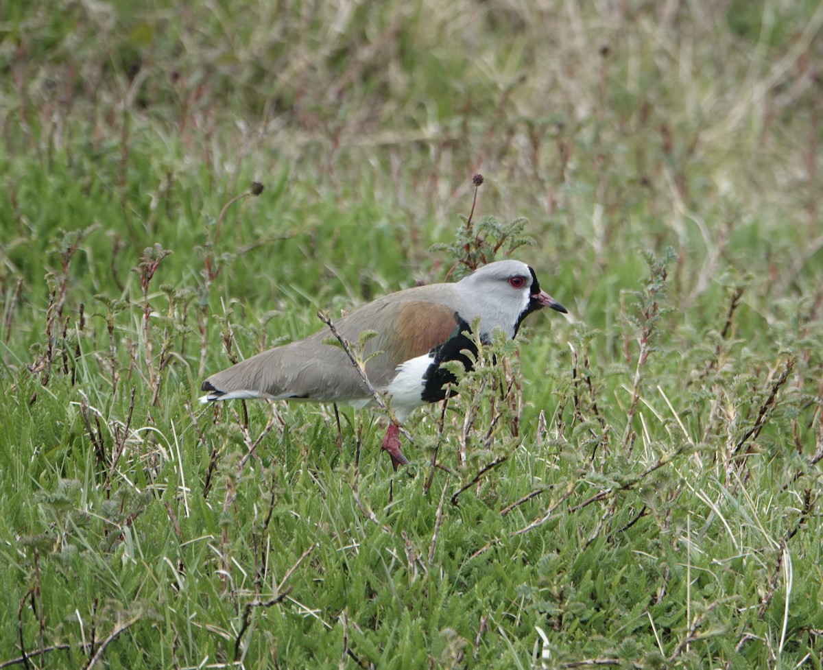 Southern Lapwing - ML646975232