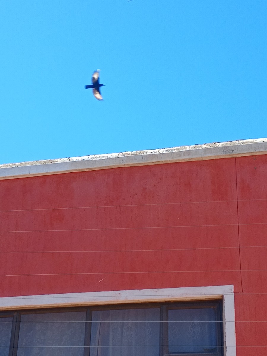 Бледнокрылый скворец - ML646975233