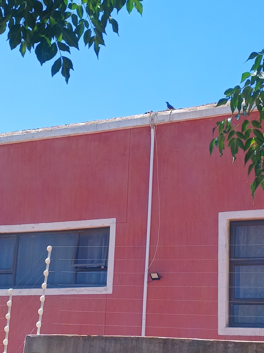 Бледнокрылый скворец - ML646975234