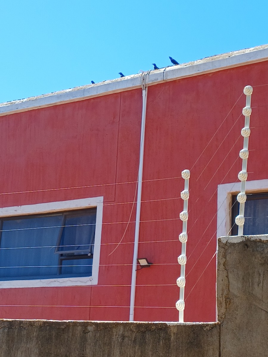 Бледнокрылый скворец - ML646975237