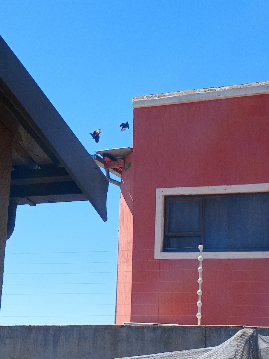 Бледнокрылый скворец - ML646975238