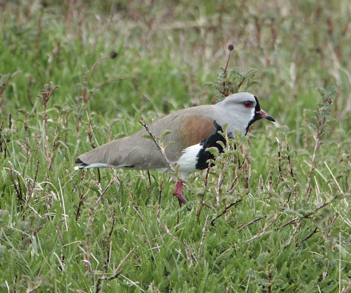Southern Lapwing - ML646975239