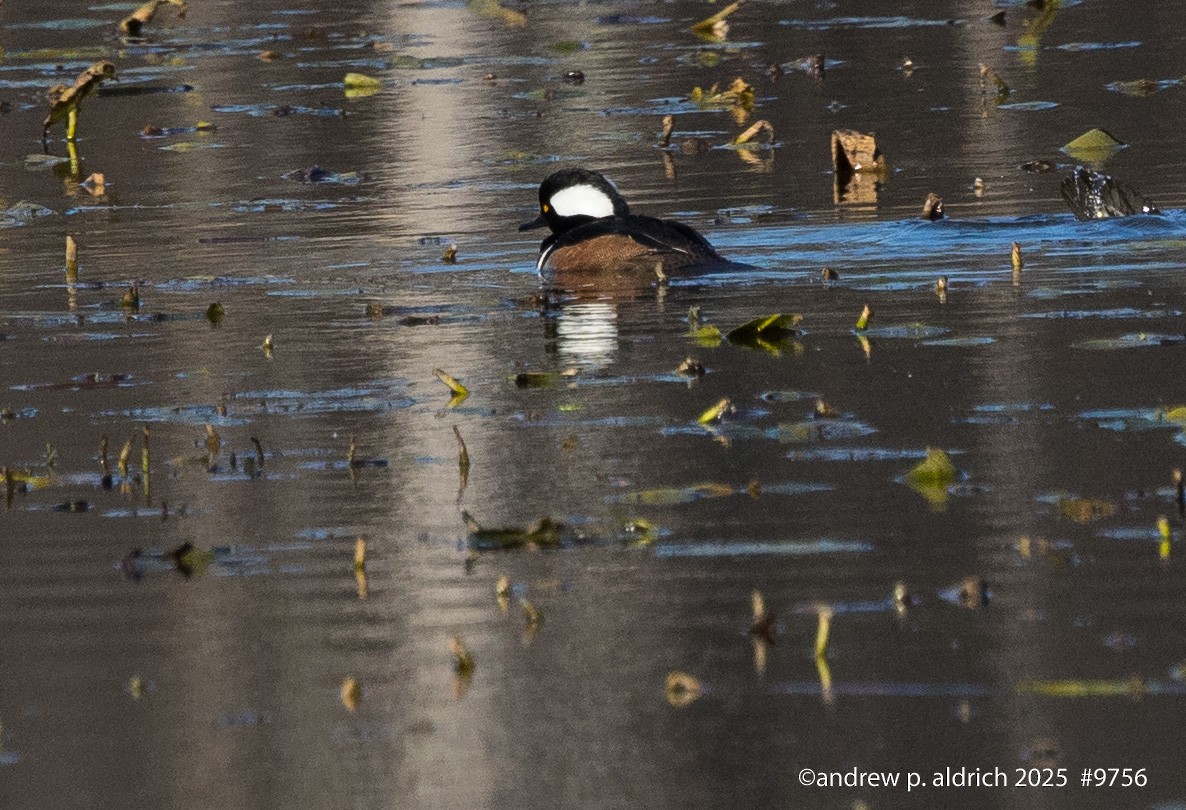 Крех жовтоокий - ML646975240