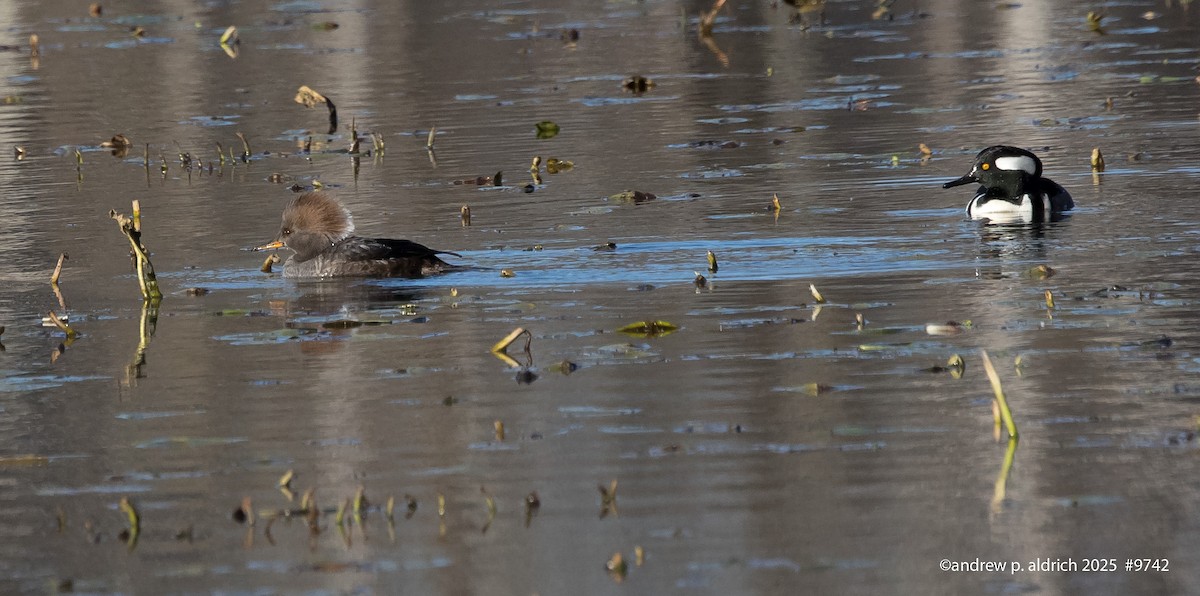 Крех жовтоокий - ML646975242
