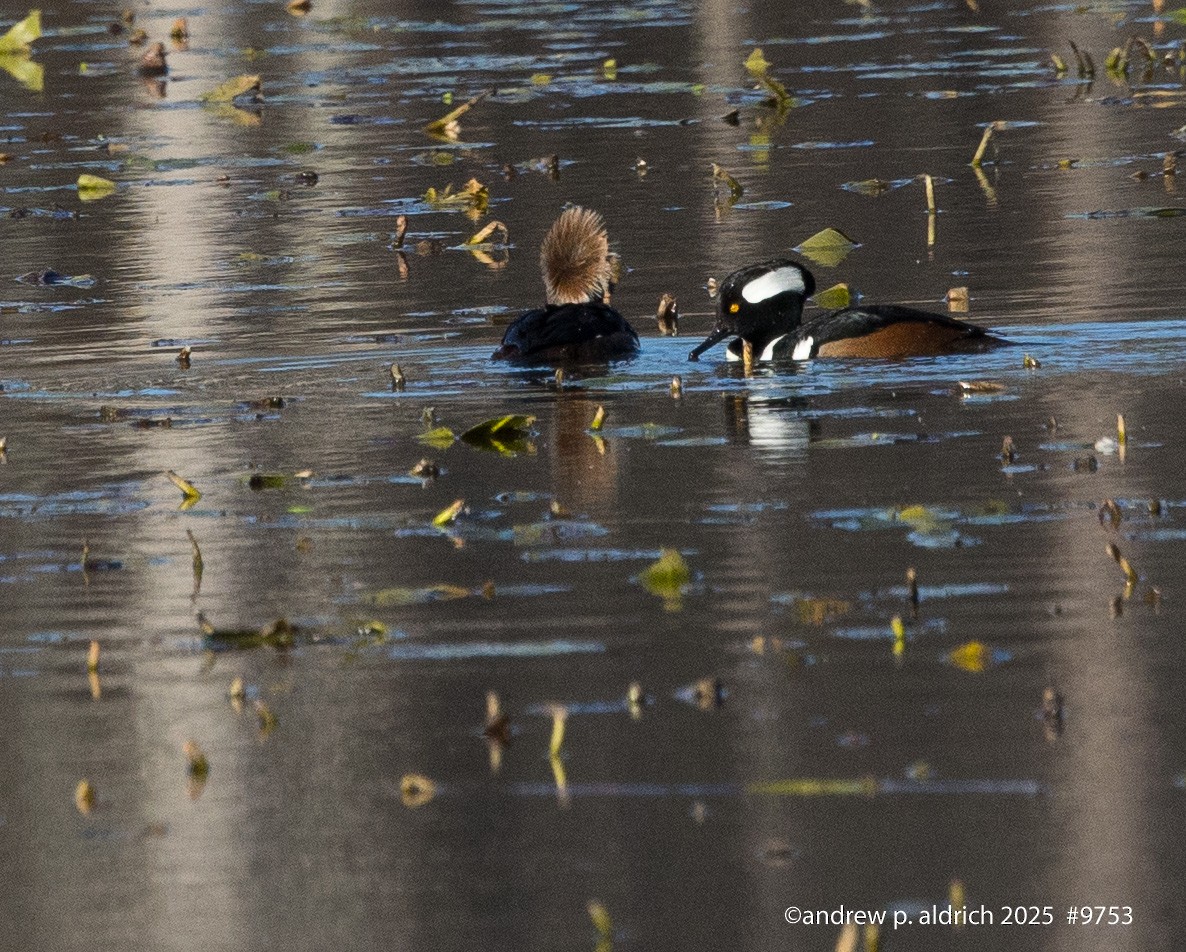 Крех жовтоокий - ML646975243