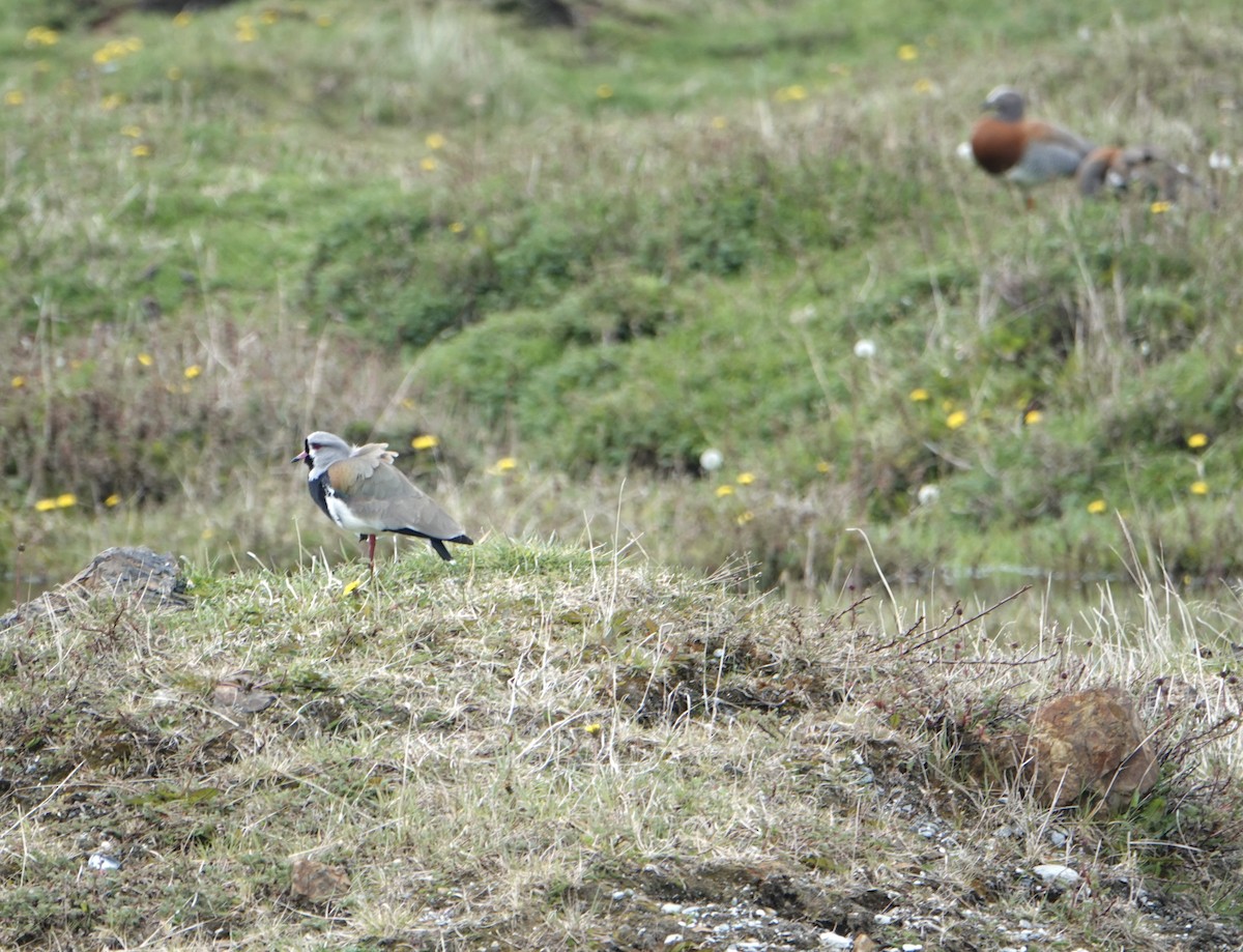 Southern Lapwing - ML646975245